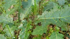 Solanum prinophyllum