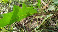 Solanum prinophyllum