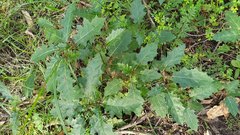 Solanum prinophyllum