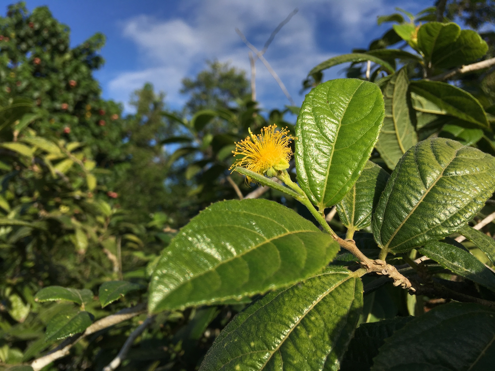 Banara vanderbiltii