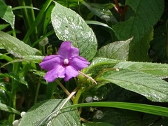 Impatiens pulcherrima
