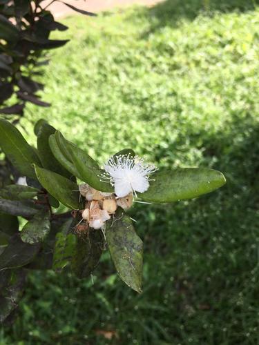 guayabota de Fajardo (Eugenia fajardensis)