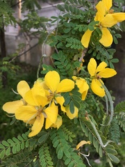 Senna polyphylla
