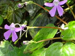 Impatiens acaulis