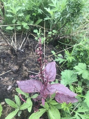 Atriplex hortensis