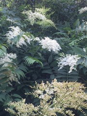 Sorbaria kirilowii
