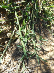 Psoralea alata
