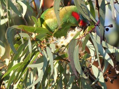 Glossopsitta concinna