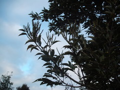 Lithocarpus henryi