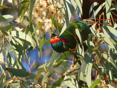 Glossopsitta concinna