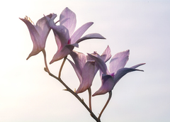 Dendrobium barbatulum