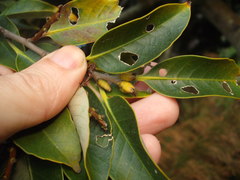 Lithocarpus henryi