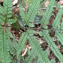 Arachniodes amabilis