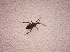 Leptoglossus occidentalis