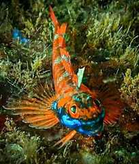 Tripterygiidae