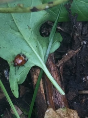 Tritomegas sexmaculatus