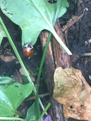 Tritomegas sexmaculatus