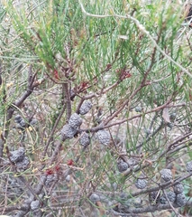 Allocasuarina misera