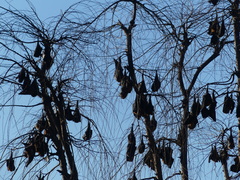 Pteropus poliocephalus