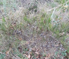 Allocasuarina misera