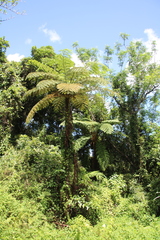 Sphaeropteris lepifera