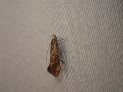 Metalampra