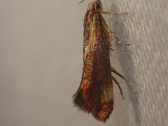 Metalampra