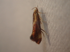 Metalampra