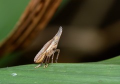 Rhynchomitra