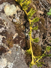 Diphasiastrum alpinum