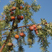 Juniperus oxycedrus - Photo (c) Luis Fernández García, osa oikeuksista pidätetään (CC BY-SA)