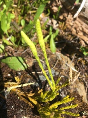 Diphasiastrum alpinum