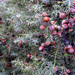 Juniperus oxycedrus - Photo Javier martin, ei tunnettuja tekijänoikeusrajoituksia (Tekijänoikeudeton)