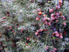 Western Prickly Juniper - Photo Javier martin, no known copyright restrictions (public domain)