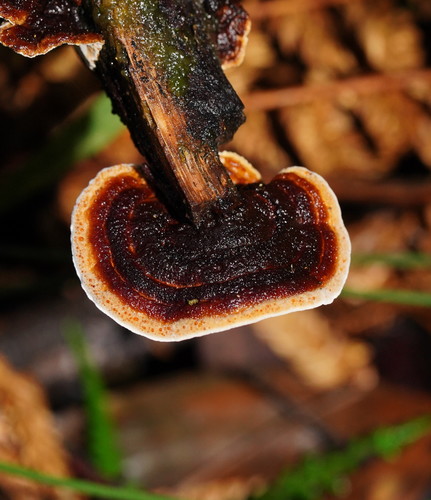Broadleaf Bleeding-crust