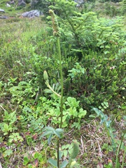 Sanguisorba stipulata