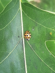 Harmonia axyridis