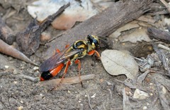 Sphex dorsalis