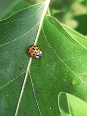 Harmonia axyridis