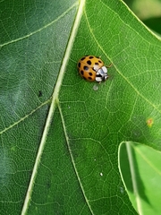 Harmonia axyridis