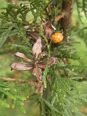 Harmonia axyridis