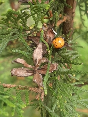 Harmonia axyridis