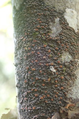 Fuscopannaria pacifica