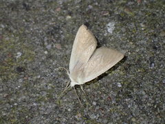 Arenostola phragmitidis