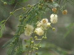 Acacia irrorata