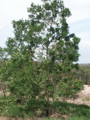 Acacia irrorata