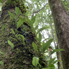 Lemmaphyllum diversum