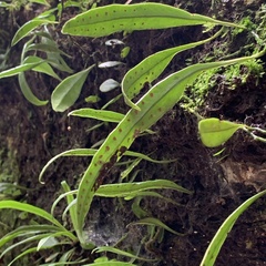 Lemmaphyllum diversum