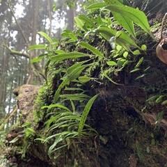 Lemmaphyllum diversum