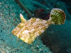 Pseudomonacanthus macrurus